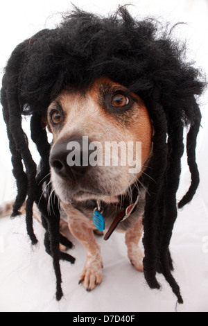 AN AUSTRALIAN CATTLE DOG WEARING A DREADLOCK WIG  VERTICAL PORTRAIT PHOTO WHITE BACKGROUND BDA Stock Photo