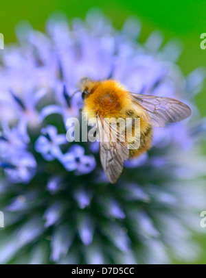 Bumblebee ,common carder [bumbus pascuorum] outdoors collecting nectar from Echinops [blue globe thistle] Scotland UK Stock Photo