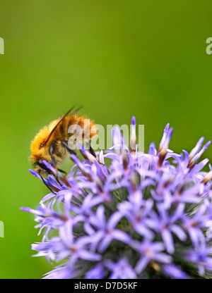 Bumblebee ,Common Carder, [bumbus pascuorum] outdoors collecting nectar from Echinops [blue globe thistle] Scotland UK Stock Photo
