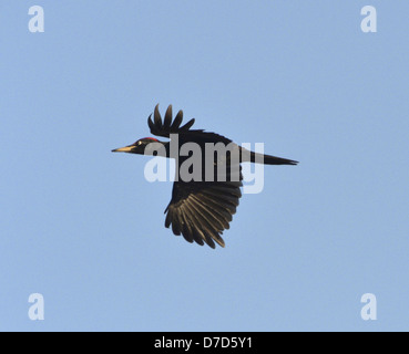 Black Woodpecker - Dryocopus martius Stock Photo