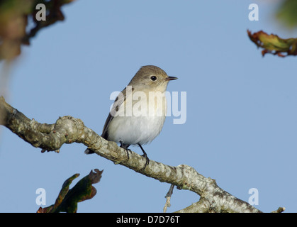 Red-breasted Flycatcher Ficedula parva Stock Photo