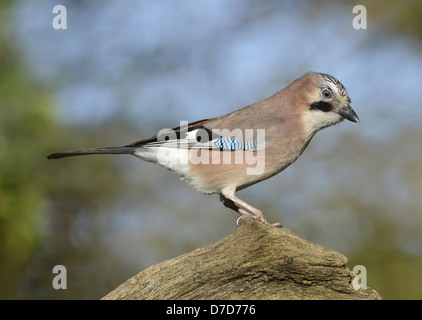 Jay Garrulus glandarius Stock Photo