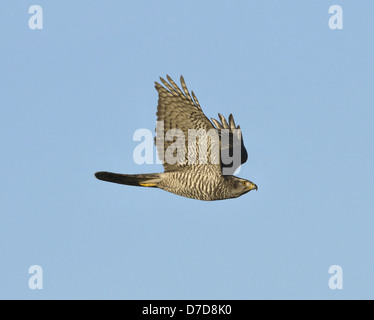 Goshawk Accipiter gentilis Stock Photo