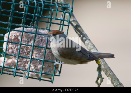 A female Blackcap feeding from a suet feeder in garden, UK Stock Photo