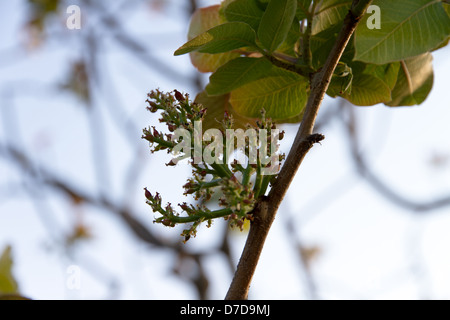 fresh pistachio nuts growing on a  pistachio tree in Greece Stock Photo