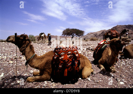 A Bedouin man walks amid saddled camels sitting down in the desert of Wadi Rum, also known as the Valley of the Moon, southern Jordan. Stock Photo