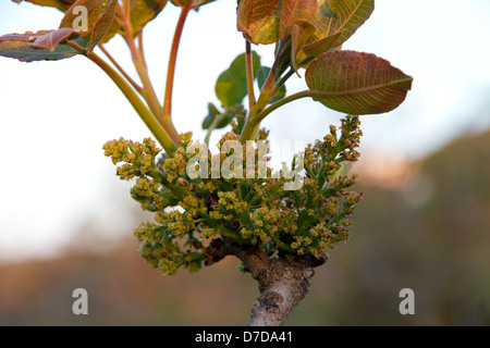 fresh pistachio nuts growing on a  pistachio tree in Greece Stock Photo