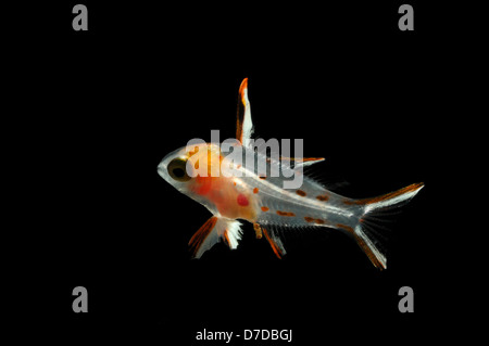 Juvenile Lyretail Hogfish, Bodianus anthioides, Marsa Alam, Red Sea, Egypt Stock Photo