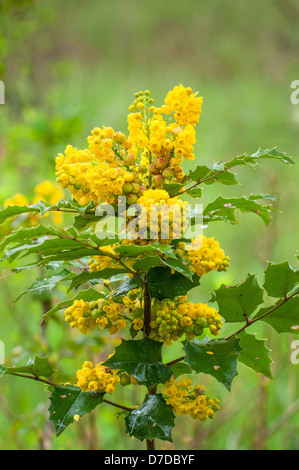 Tall Oregon-grape, Berberis aquifolium, the State Flower of Oregon. Stock Photo