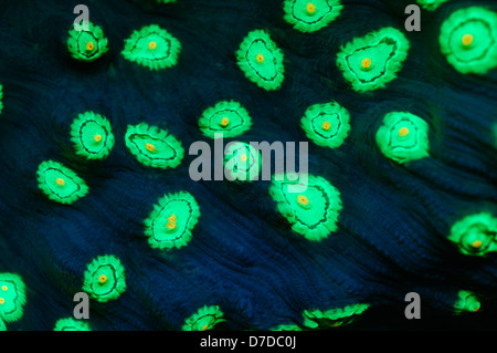 Fluorescent Corals, Marsa Alam, Red Sea, Egypt Stock Photo