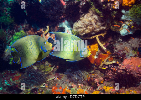 Semicircle angelfish (Pomacanthus semicirculatus). Indonesia. Indo-Pacific. Stock Photo