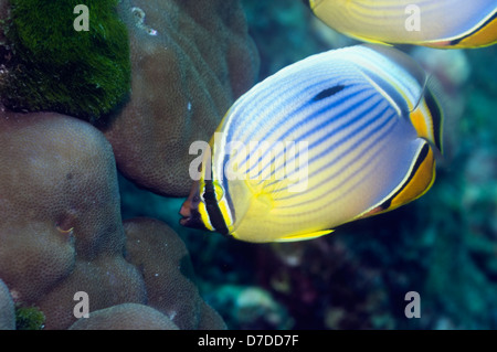 Lineated or Melon butterflyfish (Chaetodon trifasciatus).  Andaman Sea, Thailand. Stock Photo