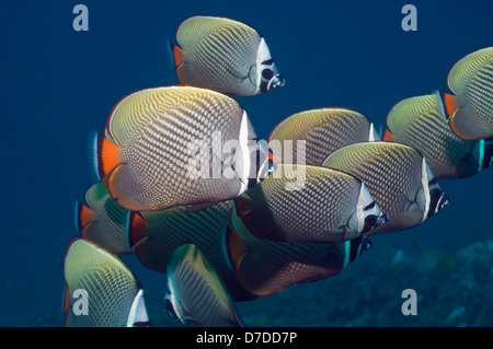 Redtail or Collared butterflyfish (Chaetodon collare). Andaman Sea, Thailand. Stock Photo