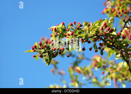 Crab apple branch with pink flower buds in spring Stock Photo
