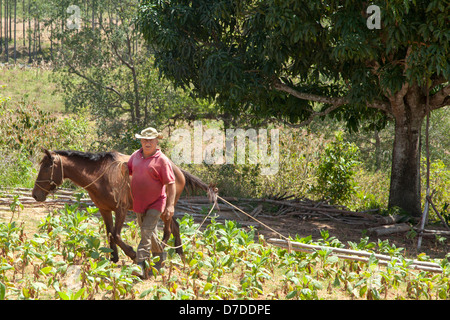 Tobacco farmer and horse in Vinales Valley Stock Photo