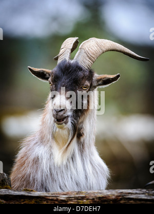 Adult pygmy goat on a small holding in South Lanarkshire, Scotland in springtime Stock Photo