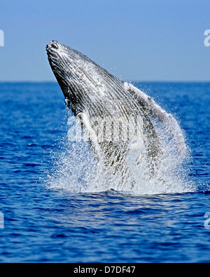 Humpback Whale breaching, Megaptera novaeangliae, Hawaii, USA Stock Photo