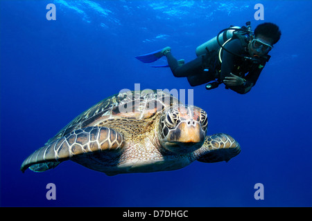 Loggerhead Sea Turtle, Caretta caretta, Dumaguete, Negros, Philippines