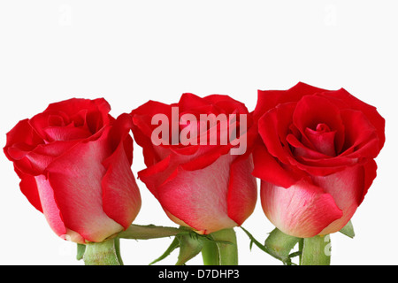 Three red roses with copy space isolated on white Stock Photo