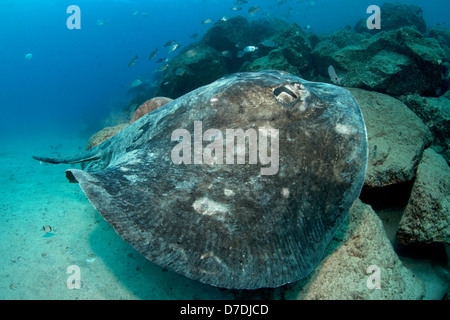 Atlantic Stingray, Canary Islands, Spain, Europe, Atlantic (Dasyatis ...