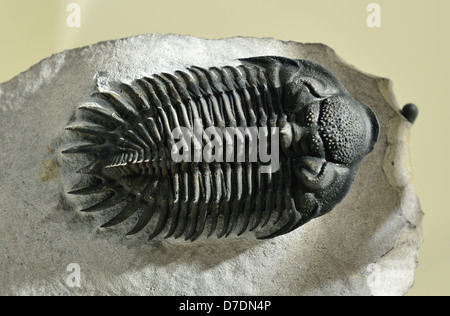 Trilobite fossil Saharops bensaOdi. Devonian age. Stock Photo