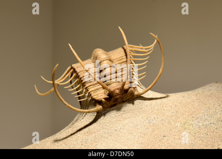 Fossil trilobite Boedaspis ensifer with intrigued spines. Ordovician age. Stock Photo