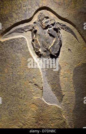 Fossil fish Placodermi. Devonian age. Stock Photo