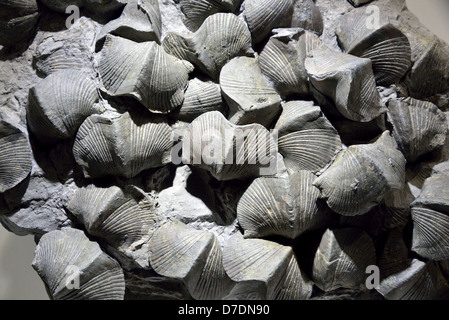 Fossil brachiopods (Paraspirifer bownockeri) in limestone. Devonian age. Stock Photo