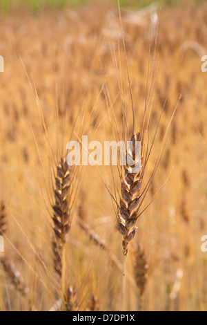 Dried ears in field at summer, Anatolia Stock Photo