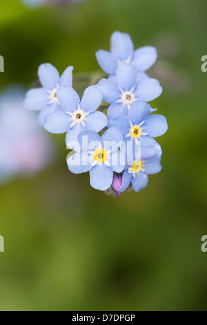 Myosotis sylvatica . Forget me not in an English garden. Stock Photo