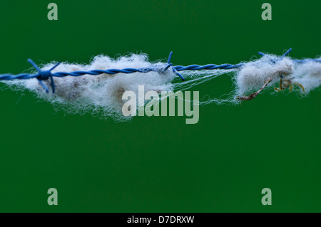 Sheep wool on barbed wire fence Stock Photo