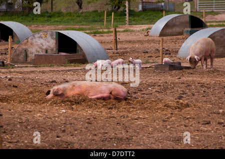 Pig arc in farm fields Stock Photo