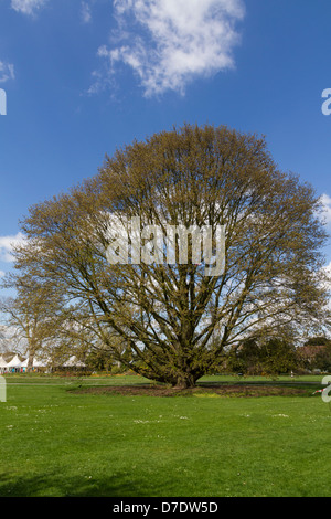 Chestnut-leaved oak (Quercus Castaneifolia) Stock Photo