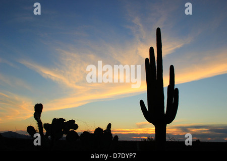 Sunset at Catalina State Park, Arizona, USA Stock Photo