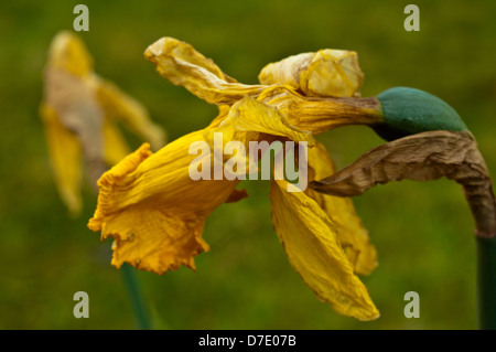 Dead Daffodil flower Stock Photo