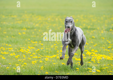 Retired Greyhound running through a meadow Stock Photo