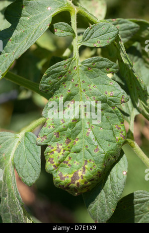 Tomato Disease, Septoria Leaf Spot Stock Photo