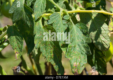 Tomato Disease, Septoria Leaf Spot Stock Photo