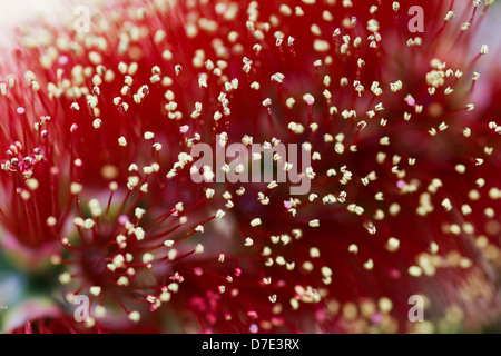 Callistemon viminalis 'Little John'  Dwarf bottle brush Stock Photo