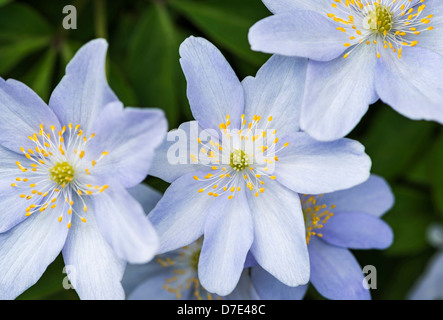 Anemone Blanda in Spring Stock Photo