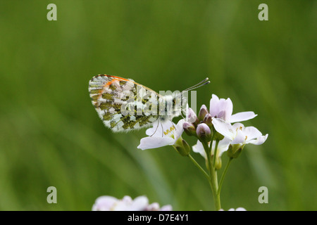 Detailed macro close-up of a male Orange Tip Butterfly (Anthocharis cardamines) posing on a flower Stock Photo