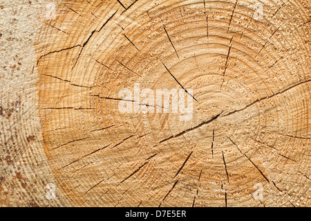 Background of split wood. Close up wood texture Stock Photo