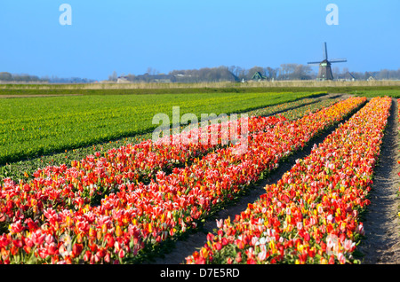 colorful tulips on field by Dutch windmill, Schagen, North Holland Stock Photo