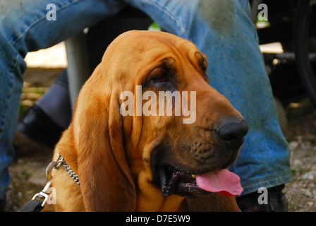 Portrait of a Bloodhound dog. Stock Photo