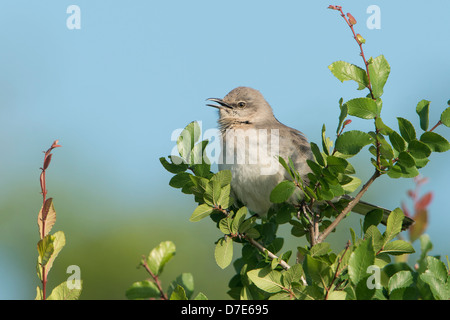 A vocalizing Northern Mockingbird (Mimus polyglottos), White Rock Lake, Dallas, Texas Stock Photo