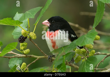 A rose-breasted grosbeak (Pheucticus ludovicianus) feeds from a mullberry tree, High Island, Texas Stock Photo