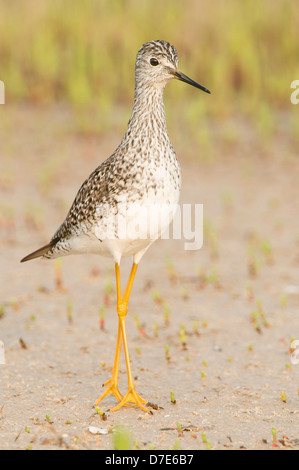 A greater yellowlegs (Tringa melanoleuca) walking in a salt marsh, Bolivar Peninsula, Texas Stock Photo