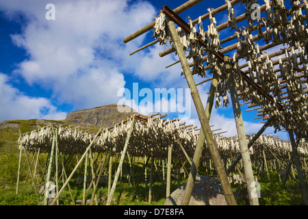 Traditional way of drying stock fish on Lofoten islands in Norway Stock Photo