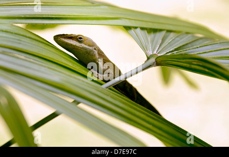 green anole lizard on a palm frond Stock Photo