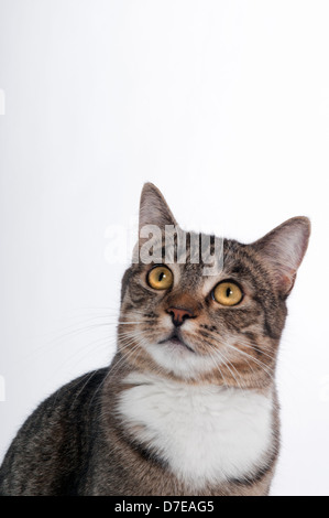 A female domestic Tabby house cat with bright yellow eyes looking upwards with white background Stock Photo